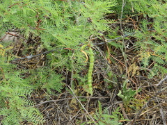 Prosopis flexuosa