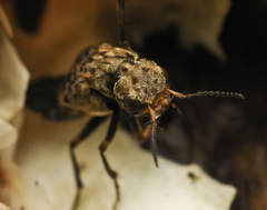 Ontholestes tessellatus