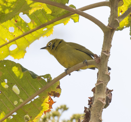 Southern Yellow White-eye (Zosterops anderssoni), photo 10