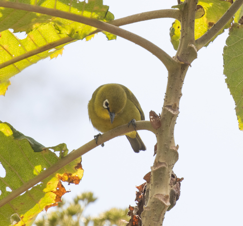 Southern Yellow White-eye (Zosterops anderssoni), photo 9