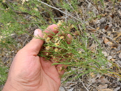 Baccharis darwinii