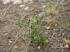 Solanum atriplicifolium
