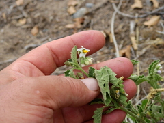 Solanum atriplicifolium