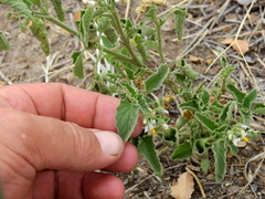 Solanum atriplicifolium