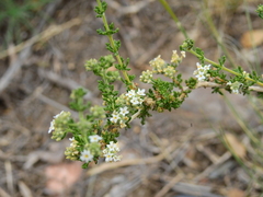 Acantholippia seriphioides