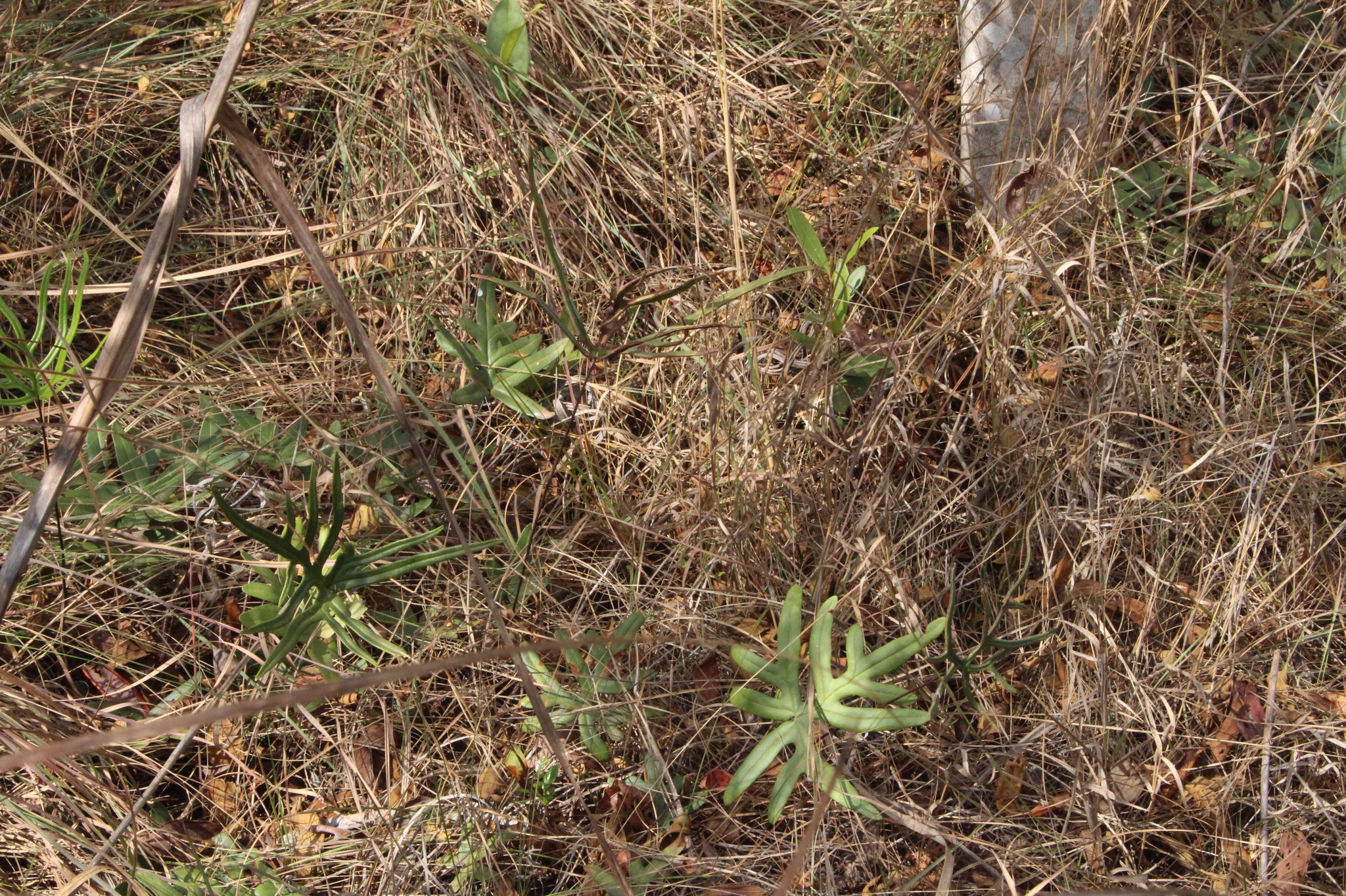 Lytoneuron lomariaceum