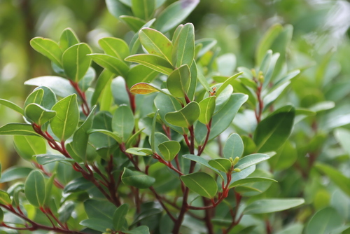 Cape White Pear (Apodytes geldenhuysii)