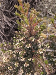 Baccharis tricuneata, photograph author not stated, no rights reserved