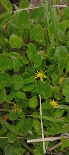 Bog Buttercup (Ranunculus dregei)