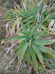 North's Poker Plant (Kniphofia northiae)