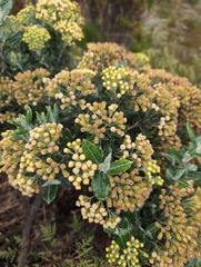 Andean Pentacalia (Pentacalia andicola)