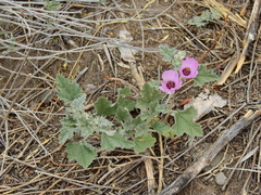 Sphaeralcea mendocina