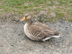 Anser anser