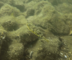 Sphoeroides maculatus