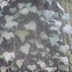 Hedera helix