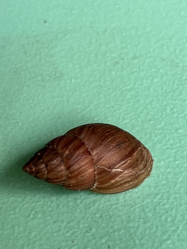 Bulimulus bonariensis