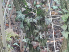Hedera helix