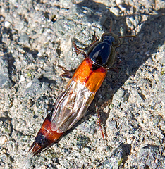 Astrapaeus ulmi