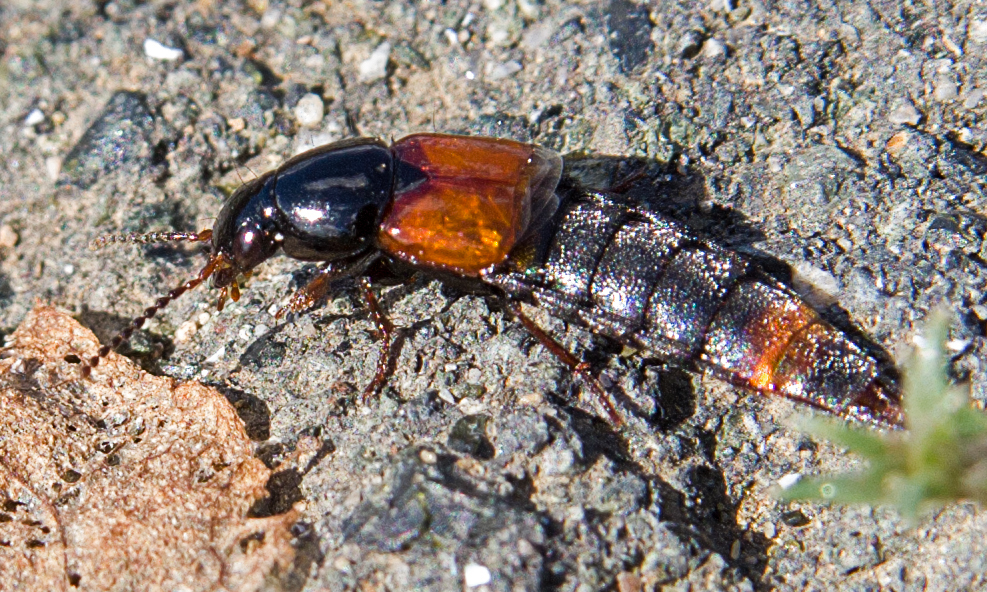 Astrapaeus ulmi