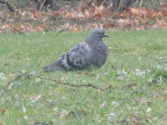 Columba livia domestica