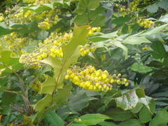 Berberis aquifolium