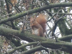 Sciurus vulgaris