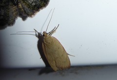 Phaeosaces coarctatella