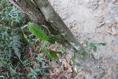 Philodendron propinquum