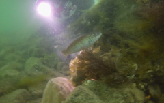 Tautogolabrus adspersus