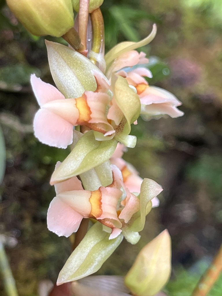 Chelonistele