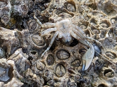 Petrolisthes manimaculis