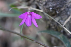 Isabelia violacea