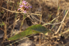 Chresta sphaerocephala