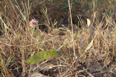 Chresta sphaerocephala
