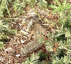 Otospermophilus beecheyi