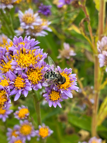 Unknown species found near Montgomery County, US-MD, US