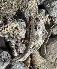 Sceloporus cozumelae