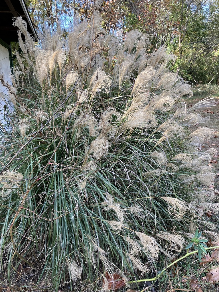 Miscanthus