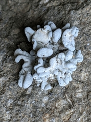 Schizopelte parishii