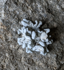 Schizopelte parishii