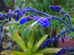 Salvia macrophylla