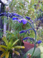 Salvia macrophylla