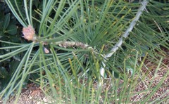 Pinus bungeana