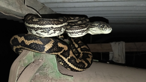 Coastal Carpet Python sighting