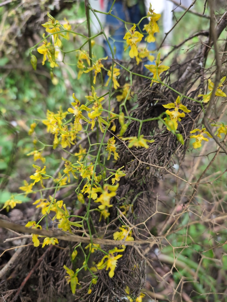 Oncidium ornithorhynchum