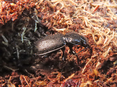 Pterostichus aethiops