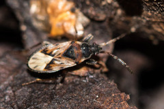Scolopostethus decoratus