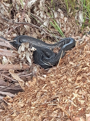 Coastal Carpet Python sighting