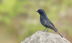 Melaenornis pammelaina ater