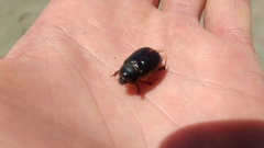 Pericoptus punctatus